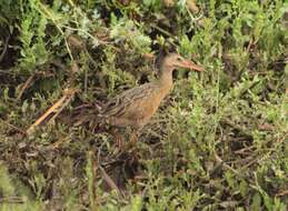 Image of Aztec Rail