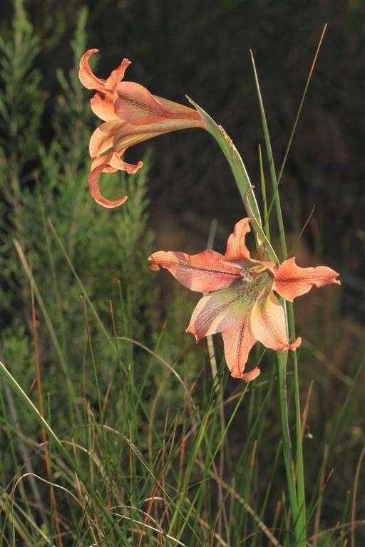 Gladiolus liliaceus Houtt. resmi