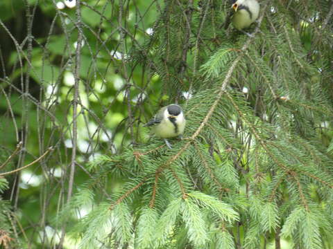 Image of Parus major major Linnaeus 1758