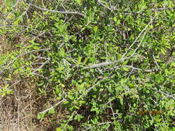 Forestiera pubescens Nutt. resmi