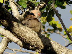 صورة Streptopelia decipiens ambigua (Barboza du Bocage 1881)