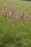 Слика од Pedicularis grandiflora Fisch.