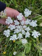 Imagem de Daucus muricatus (L.) L.