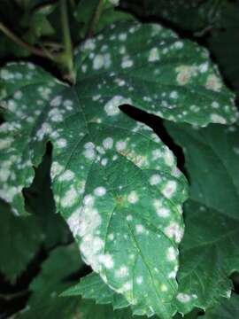 Image of Powdery mildew