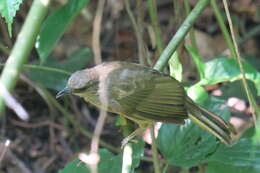 Image of Olive-winged Bulbul