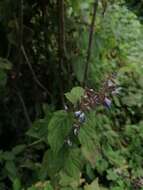 Imagem de Salvia plurispicata Epling