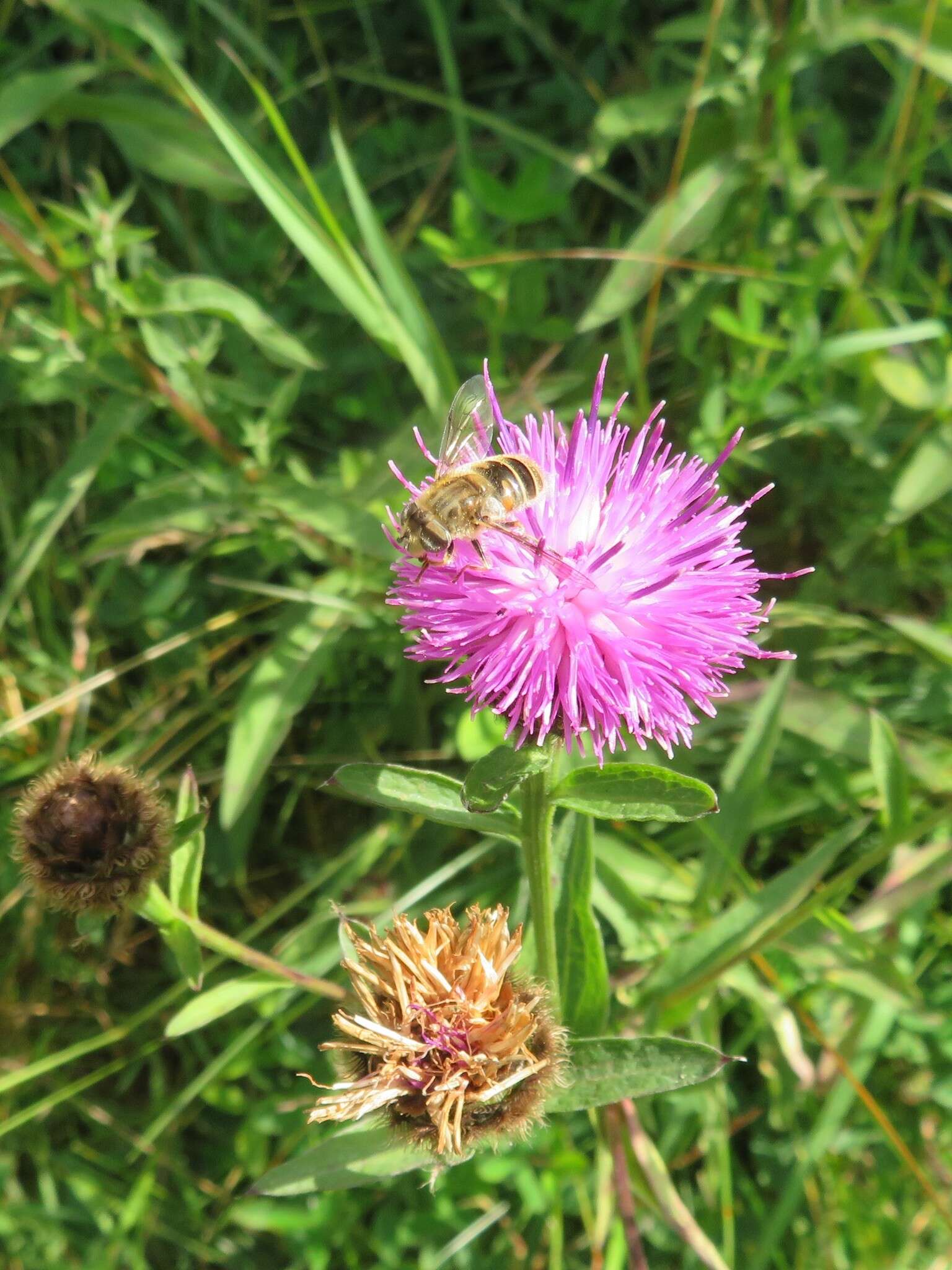 Image of Eristalis abusivus Collin 1931