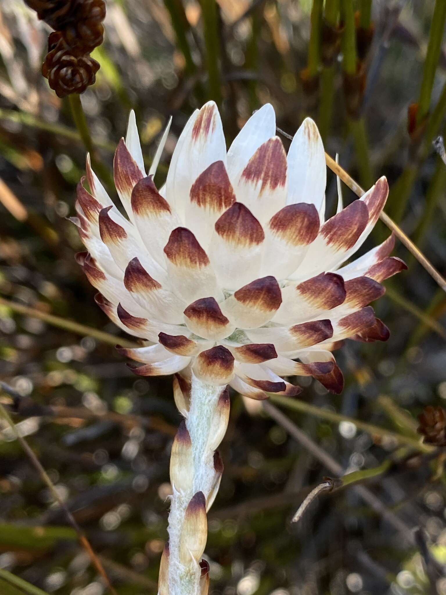 Image of Syncarpha loganiana (Compt.) B. Nord.