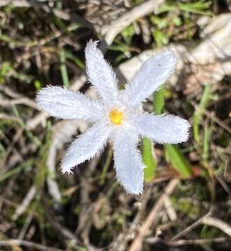 Image of Tribonanthes longipetala Lindl.