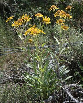 Image of owl's-claws