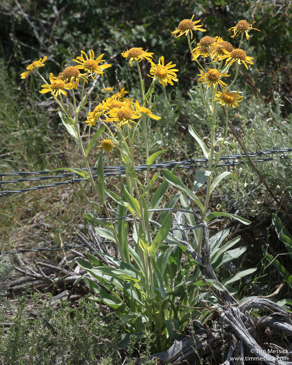 Image of owl's-claws