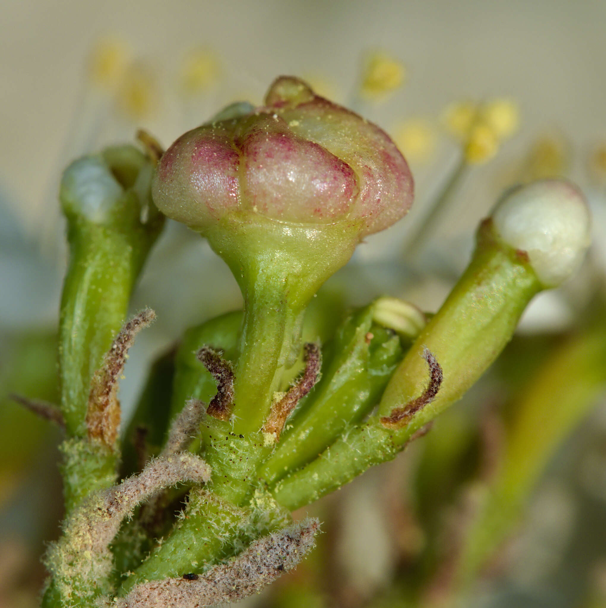 Image of Contarinia viburnorum Kieffer 1913