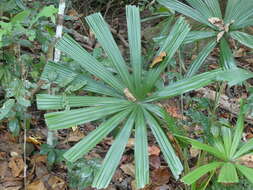 Image of Mangrove fan palm