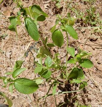 Imagem de Acalypha persimilis Müll. Arg.