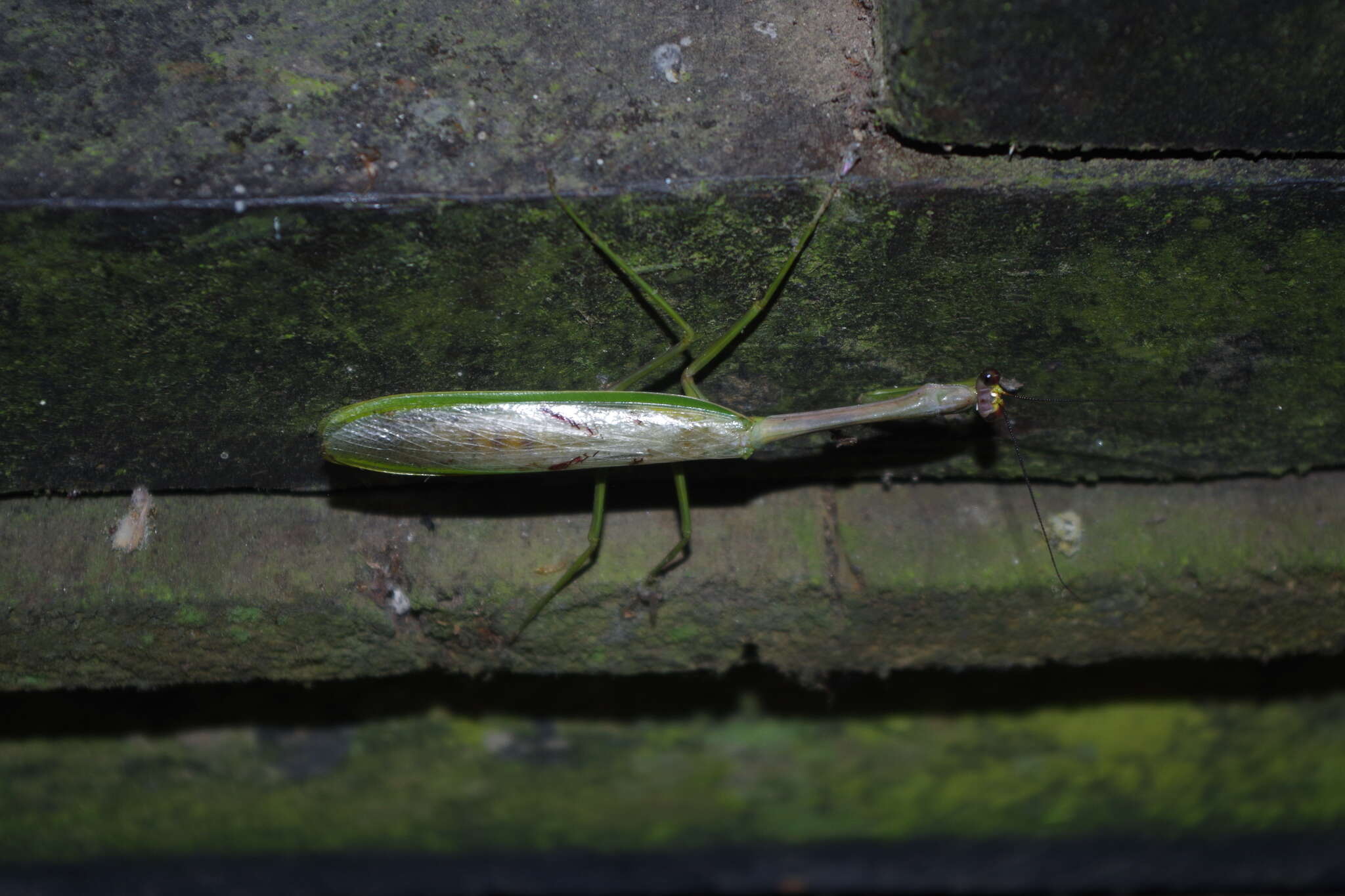 Image of Stagmatoptera supplicaria Burmeister 1838