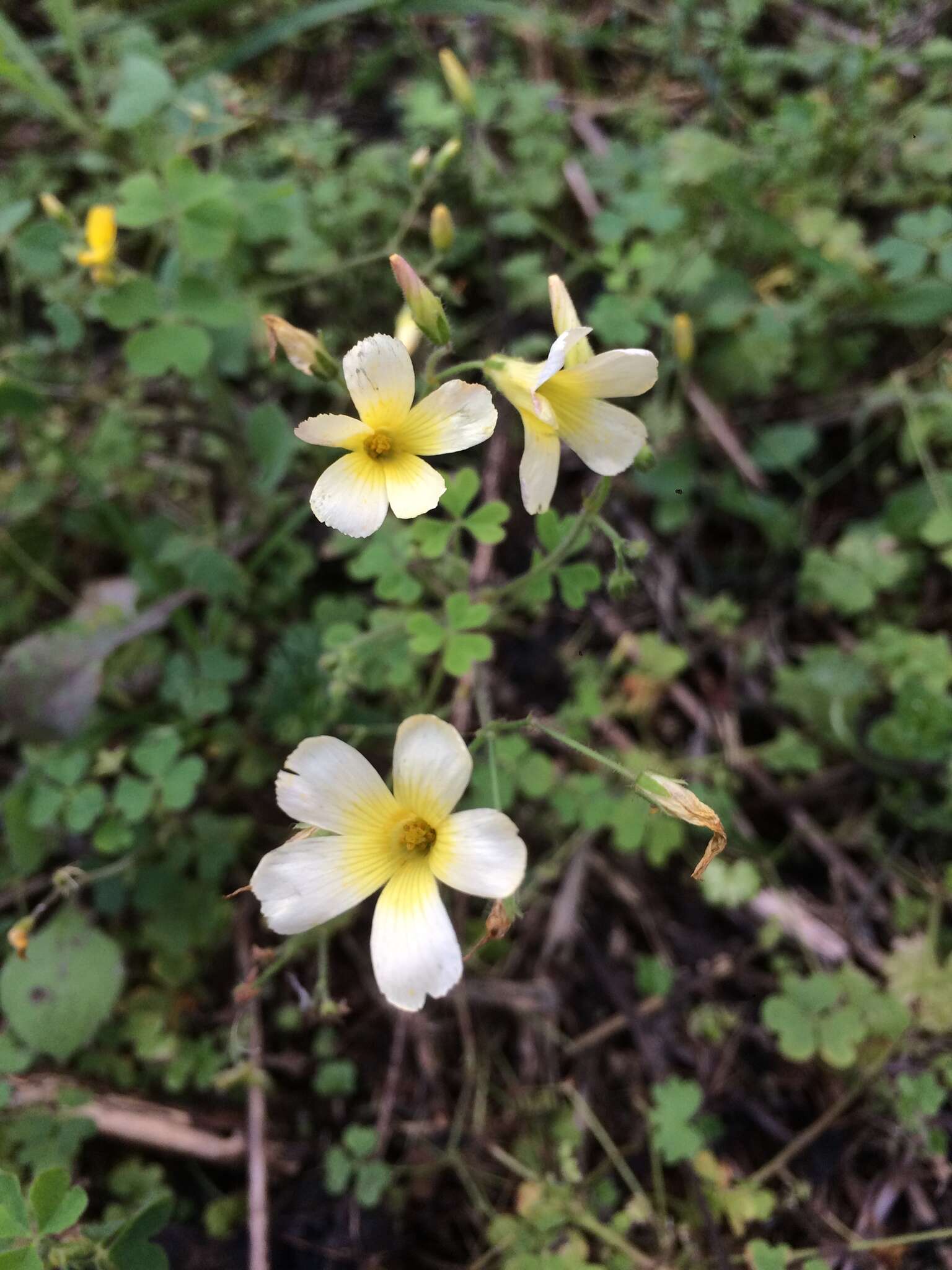 Слика од Oxalis niederleinii Knuth