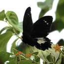 Papilio gambrisius Cramer (1777) resmi