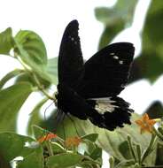 Image of Papilio gambrisius Cramer (1777)