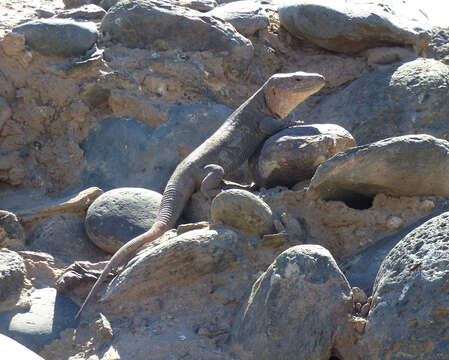 Image of Gran Canaria Giant Lizard