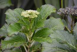 Image of Bigleaf Hydrangea