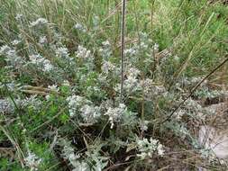 Sivun Teucrium capitatum subsp. capitatum kuva