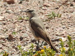 Image of Black-fronted Ground Tyrant