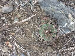 Image of Melocactus peruvianus Vaupel