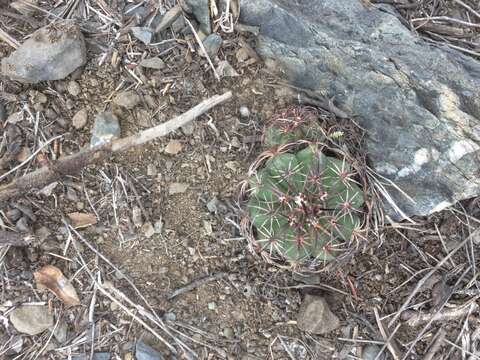 Melocactus peruvianus Vaupel resmi