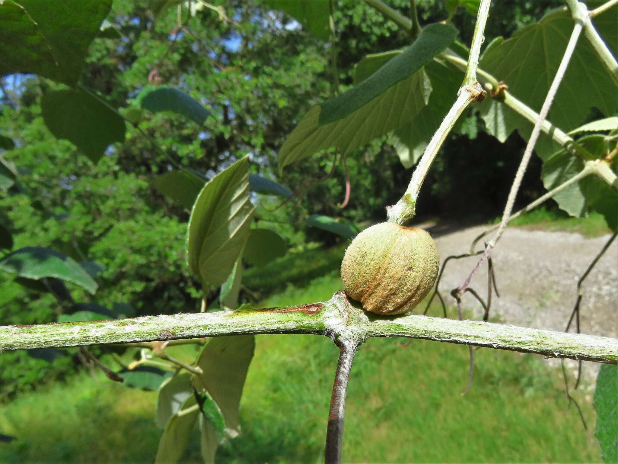 Image of Ampelomyia vitispomum (Osten Sacken 1878)