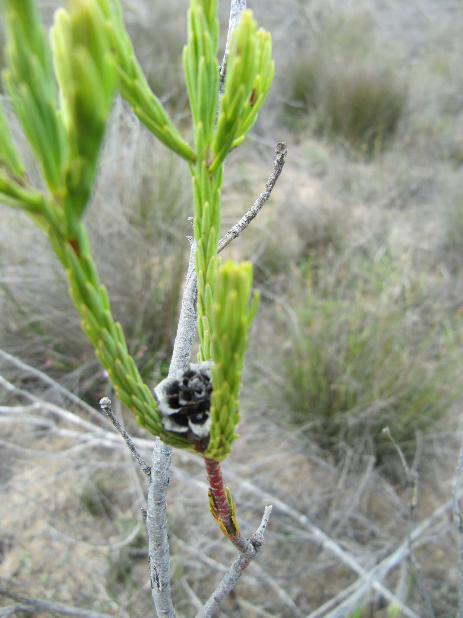 Image of Leucadendron corymbosum Berg.