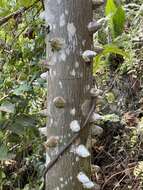 Image of white pricklyash