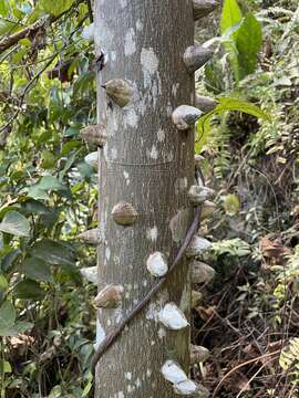 Sivun Zanthoxylum martinicense (Lam.) DC. kuva