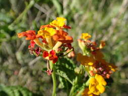 Image of West Indian Shrub-Verbena