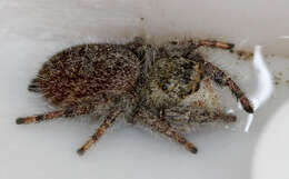 Image of Phidippus princeps (Peckham & Peckham 1883)