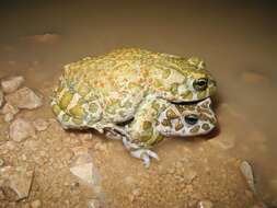 Image of European green toad