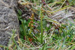 Image of Botrychium dusenii (Christ) Alston