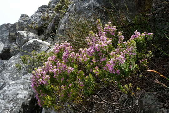 Image of Agathosma odoratissima (C. V. Montin) Pillans