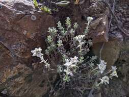 Image of Leontopodium microphyllum Hayata