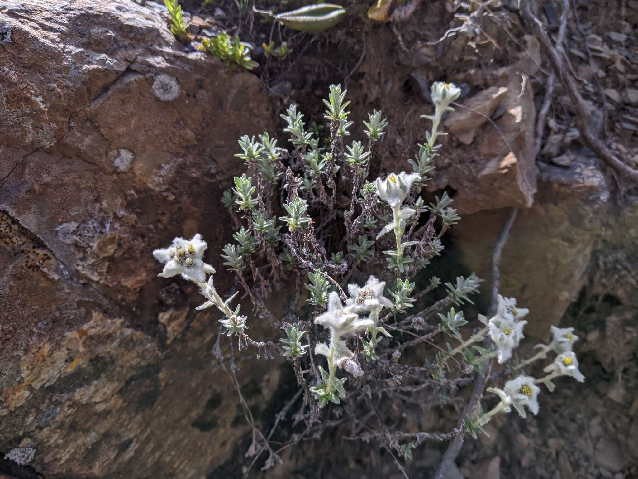 Image of Leontopodium microphyllum Hayata