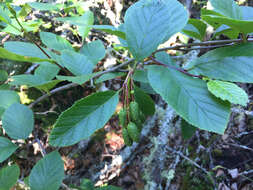 Imagem de Alnus alnobetula subsp. crispa (Aiton) Raus