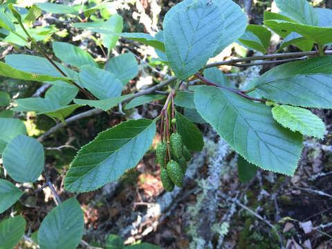 Plancia ëd Alnus alnobetula subsp. crispa (Aiton) Raus