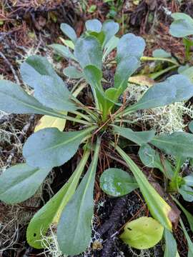 Image of Coast Goldenrod