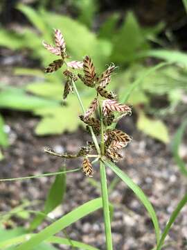 Imagem de Cyperus diandrus Torr.