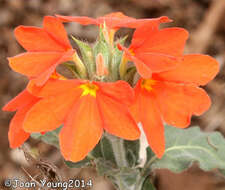 Imagem de Crossandra mucronata Lindau