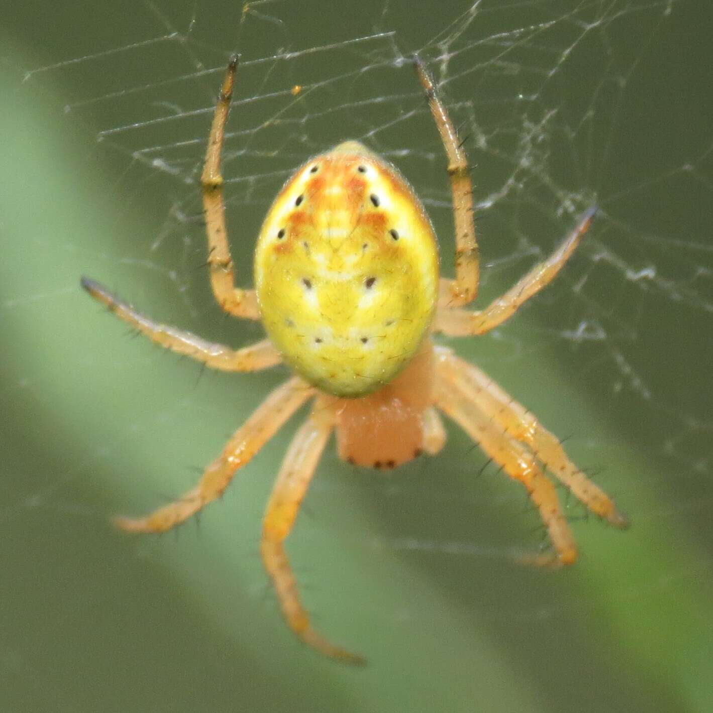 Image of Six-spotted Yellow Orbweaver