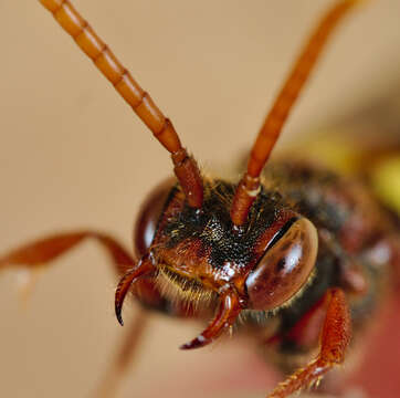 Image of Nomada flava Panzer 1798