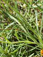 Image of Leucochrysum albicans subsp. albicans