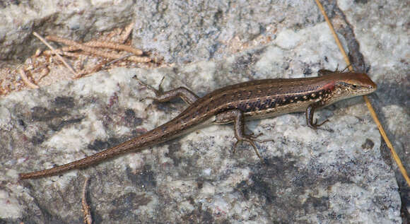 Image de Trachylepis elegans Peters 1854