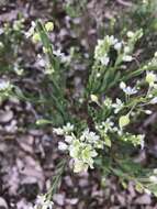 Image of False Boronia