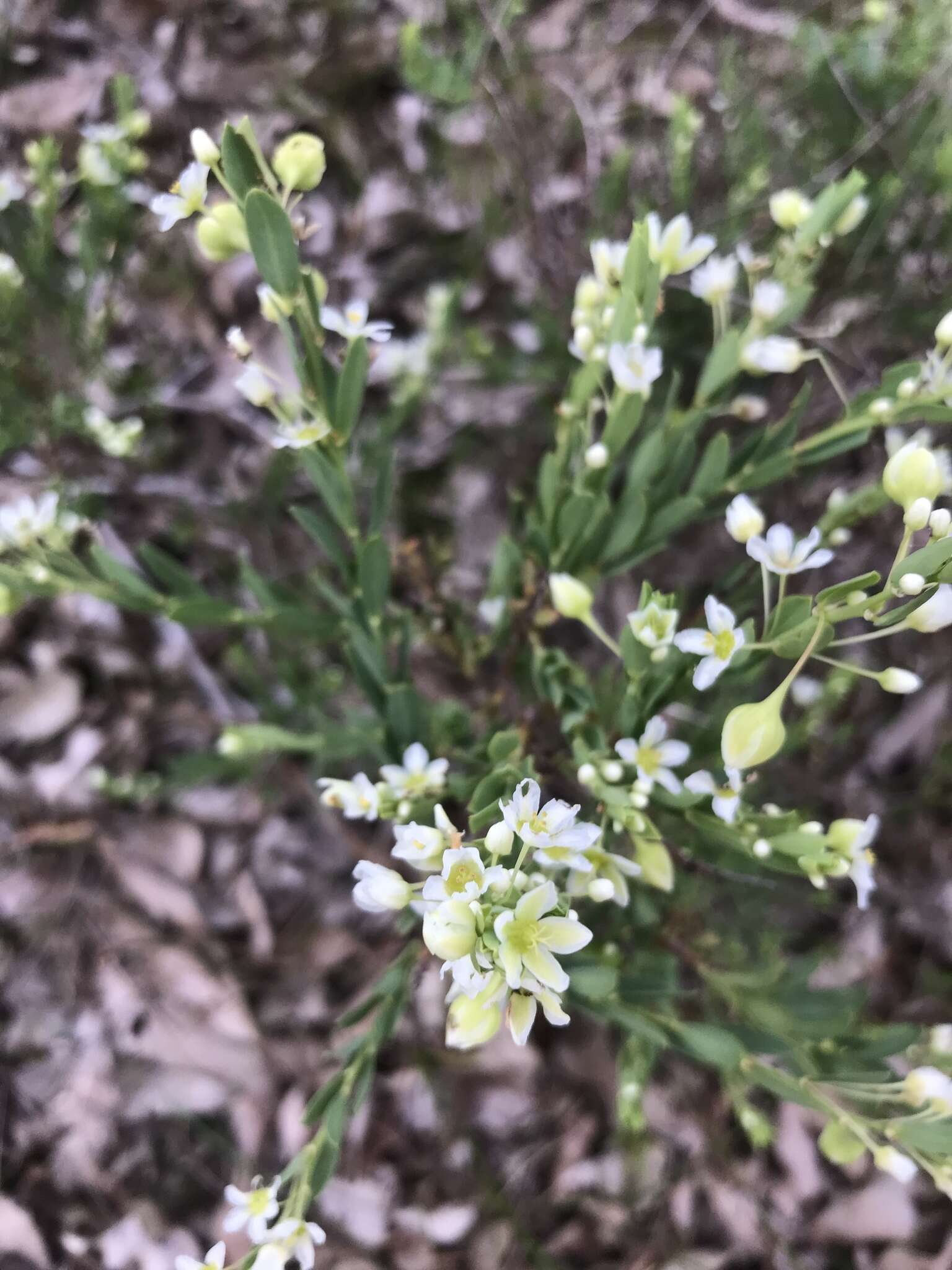 Image de Phyllanthus calycinus Labill.